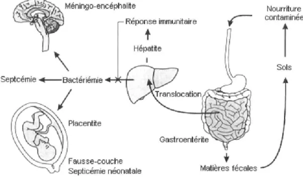Figure 1 Le cycle d'infection de L. monocytogenes chez l'homme  D’après Moroni (2007)