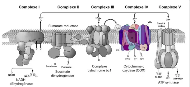 Figure 2 : Chaîne de transport des électrons (modifiée de l’originale (20)). L’enzyme COX  forme le complexe IV de la chaîne et est composé de 13 sous-unités