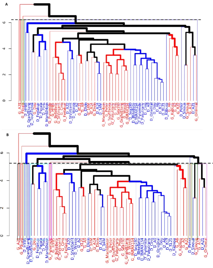 Figure 6 : Dendrogramme des variétés basés sur leurs distances phénotypiques. Les variétés provenant des sites de Duclos  (bleu) et de Godet (rouge) sont identifiées séparément