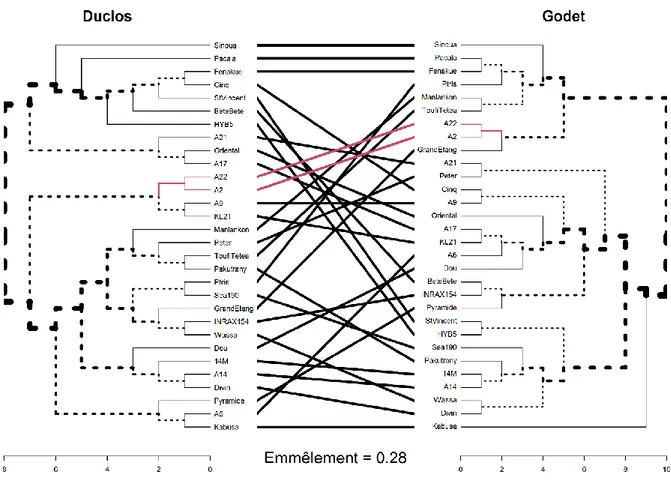 Figure 8 : Tanglegramme des dendrogrammes des distances phénotypiques entre les variétés de Duclos (gauche) et de  Godet (droite)