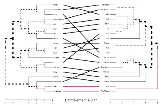 Figure 10 : Tanglegramme des dendrogrammes des distances phénotypiques (gauche et génotypiques (droite)