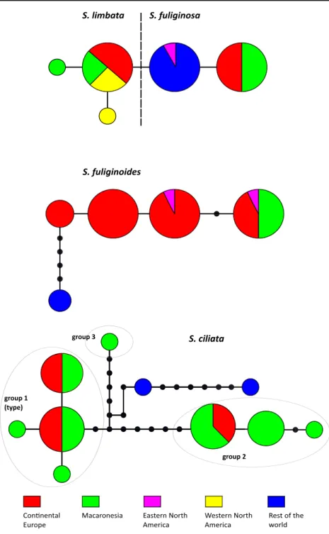 Fig. 2 Haplotype networks for ITS accessions of Sticta limbata and S. fuliginosa, S. fuliginoides and S
