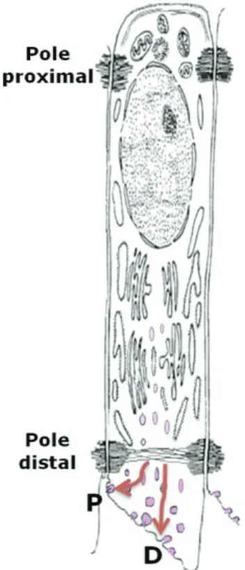 Figure 6 Schéma d'un améloblasté sécréteur avec prolongement de Tomes 