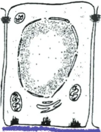 Figure 8 Schéma d'un améloblaste de protection 