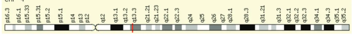 Figure 17 Gène ENAM sur le chromosome 4 au niveau du locus 4q11-q21 