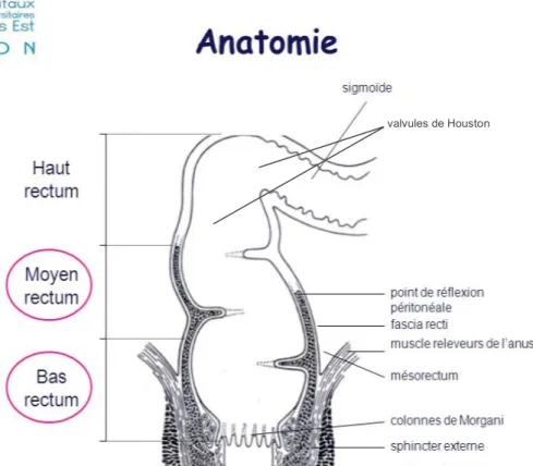 Figure X : Mésorectum et cul de sac péritonéal. 