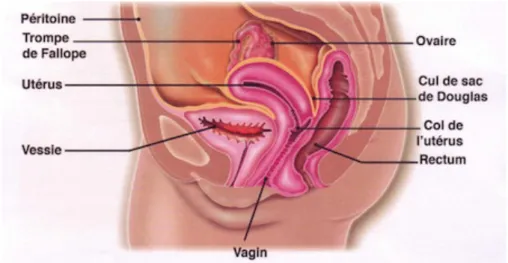 Figure 2 : Coupe sagittale du bassin chez la femme. 