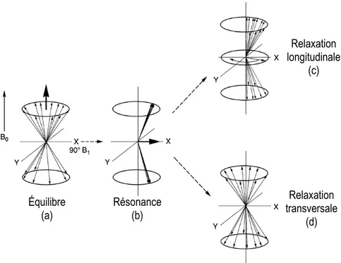 Figure 4.1: Schématisation simplifiée de (a) l’orientation des spins non-nuls dans un champ magnétique  , (b) la  réorientation des spins après application d’un champ  , (c) la relaxation longitudinale ( ) et (d) la relaxation  transversale ( )