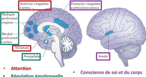 Figure 2. Structures cérébrales modifiées par la pratique de la pleine conscience  (Tang et al, 2015 ; Nature Review Neuroscience)(101)