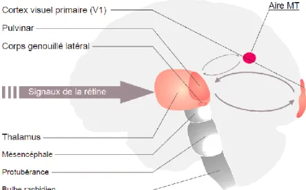 Figure 12. Voies thalamo-corticales, exemple de la vision (176) 