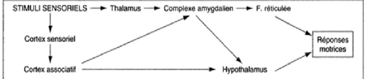 Figure 14. Organisation simplifiée des principaux circuits reliant les réponses des récepteurs aux réponses  finales effectrices