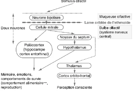 Figure 16. Organisation du système olfactif 