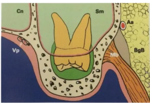 Figure 2 : section frontale de la tubérosité maxillaire et ses principaux rapports anatomique
