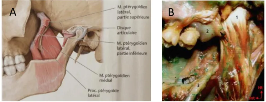 Figure 6 : muscle ptérygoïdien médial. (A) Schéma en vue externe et latérale, après résection  d’une partie de la branche montante de la mandibule, montrant la projection du muscle  ptérygoïde médial depuis la face interne de l’angle mandibulaire jusqu’à l