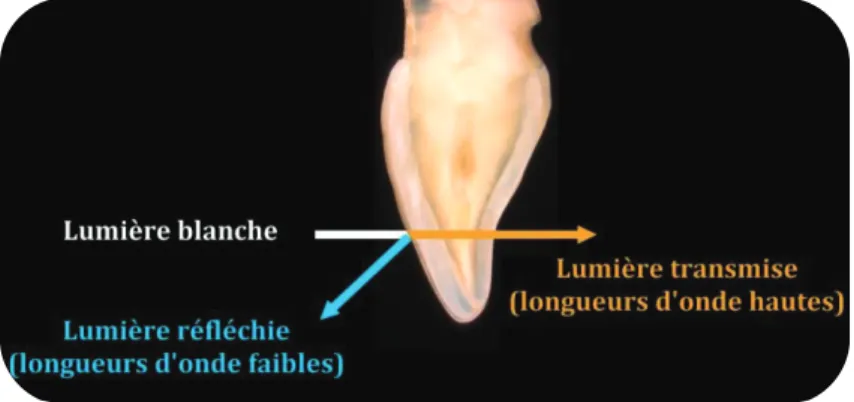 Figure 21 : Conséquences de la transmission et de la réflexion lumineuse sur l'effet  d'opalescence