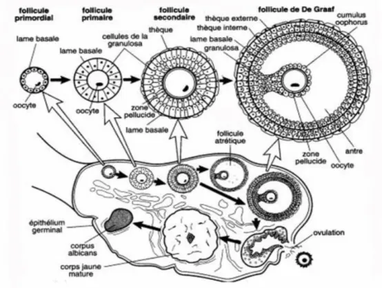 Figure 2 : La folliculogénèse  dans un ovaire(6) 