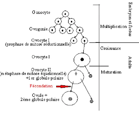 Figure 3 : Ovogénèse(7)  4.  Le cycle menstruel 