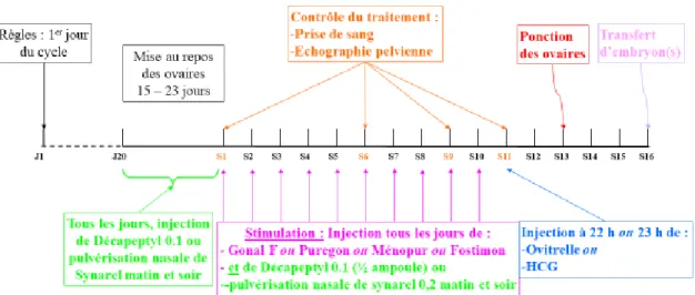 Figure 13 : Protocole long/Agoniste court dit lutéal 