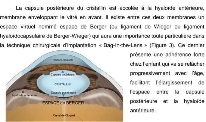 Figure 3 : schéma de l'espace de Berger adapté du Dr Calatayud, annoté en français,  https://martacalatayud.wordpress.com/ 