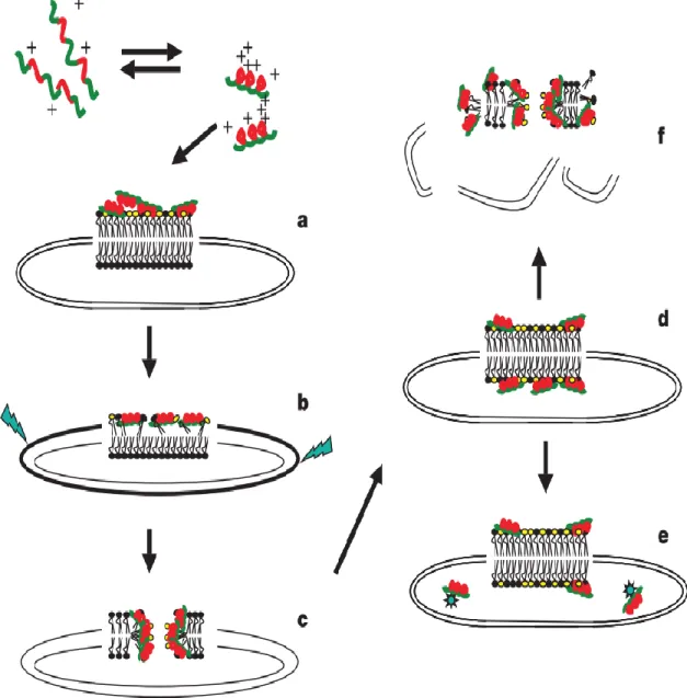 Figure 1.1 : Mécanisme d’action d’un peptide cationique typique. En rouge : résidus hydrophiles chargés