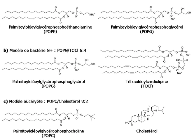 Figure 1.9 : Mélanges lipidiques du second système de modèles membranaires.  