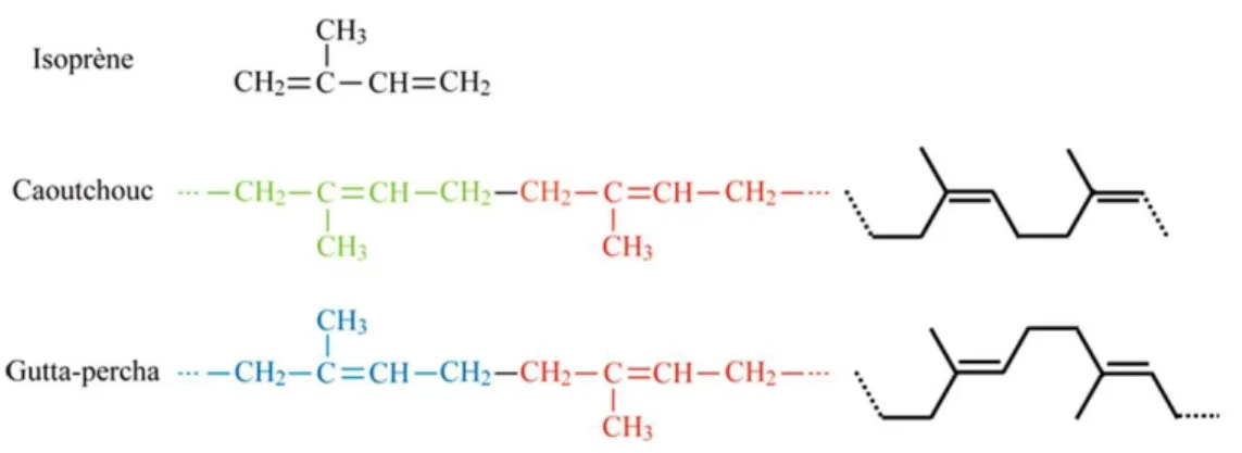 Figure 1 : Formules chimiques de l'Isoprène, caoutchouc et gutta-percha 