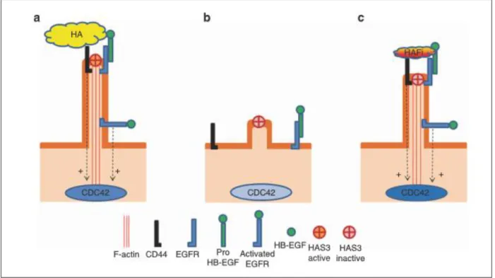 Figure 10.  Rôle de le l’HA et de la  molécule HAFi sur le hyalurosome. 
