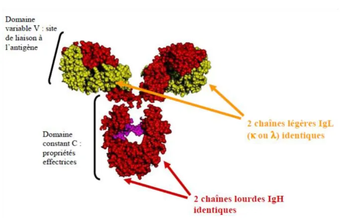 Figure 1 : Représentation tridimensionnelle d’une immunoglobuline 