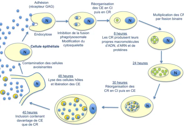Fig  n°3:  Cycle  normal  du  développement  de  Chlamydia  trachomatis.  Schéma  inspiré  du  schéma retrouvé dans le livre de Christiane Bébéar, Mycoplasme et chlamydiae (18)