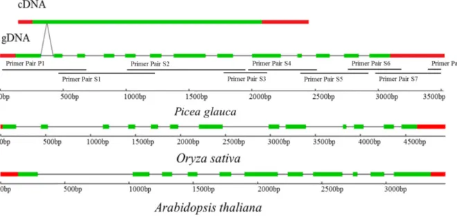 Figure 2.1: Comparison of gene structure between Picea glauca’s Pgβglu-1 and most  similar homologs in Oryza sativa and Arabidopsis thaliana