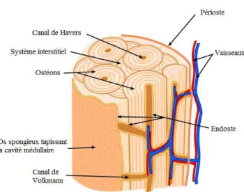 Figure 3 : Structure de l’os compact (d’après l’université de Lille) 