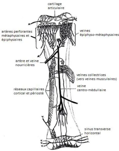 Figure 5 : Schéma de la vascularisation artérielle et veineuse des os longs  (d’après Laroche (28)) 