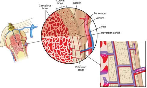 Figure 6 : Schéma de la vascularisation à l’étage épiphyso-métaphysaire  (d’après Vidacare ®  Corporation, 2013) 