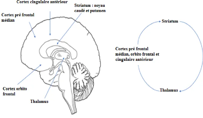 Figure 2 : Anatomie de la boucle cortico-striato-thalamo-corticale. (23) 