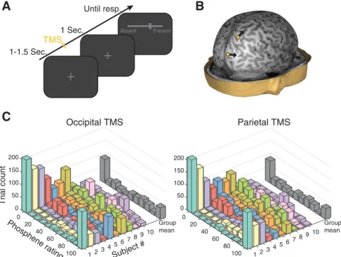 Figure 1. Task design, stimulation sites, and phosphene report distributions.A, After a variable intertrial interval of 1–1.5 s, a single pulse of TMS was delivered at individual phosphene thresholds