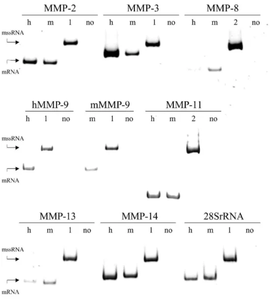 Fig. 1. Electrophoretic analysis of the RT-PCR products from human (h) and mouse (m) RNA, and from  mssRNA