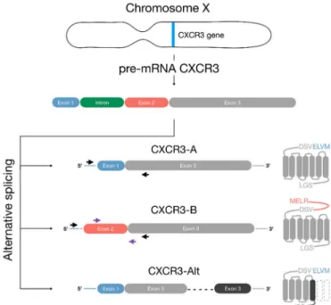 Figure 1. Schematic representation of CXCR3 variants. Due to alternative splicing of the pre-mRNA of the CXCR3 gene, located in chromosome X, three CXCR3 variants can be generated