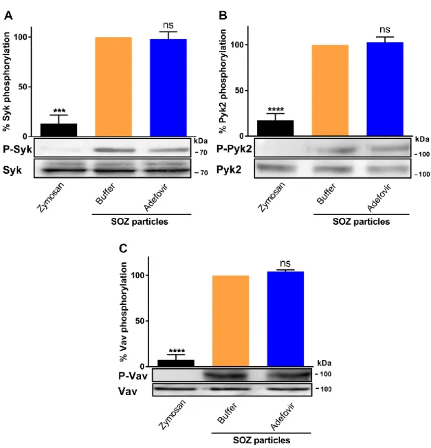 Figure A1. Preincubation of THP-1 cells with adefovir dipivoxil does not affect the opsonin induced tyrosine phosphorylation of Syk, Pyk2, and Vav