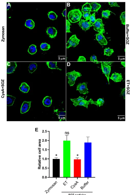 Figure  4.  CyaA-  and  ET-provoked  cAMP  signaling  differentially  affects  actin  cytoskeleton  remodeling in THP-1 monocytes