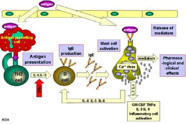 Figure   4     :   Phase   de   sensibilisation   et   phase   effectrice   dans   l’hypersensibilité    immédiate 43