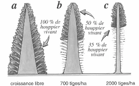 Figure 1.2.  Effet de la densité de peuplement sur le développement du houppier  (Source : Jozsa et Middleton, 1997.) 