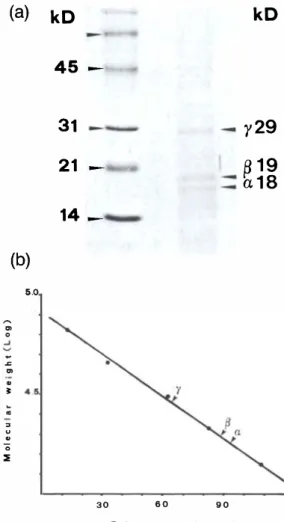 Fig.  2. Absorption spectra of  the biliprotein crude ex­