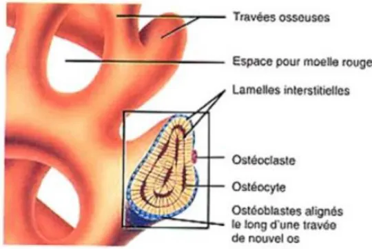 Figure 9 : Os spongieux ou trabéculaire (LERICHE, 2014) 