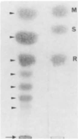 FIG. 1. Thin-layer chromatography of oligosaccharides released by alkaline degradation (P elimination) on PPM depleted in  oligosac-charides linked through phosphodiester bonds by mild acid  hydro-lysis