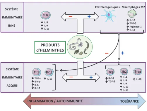 Figure A: Effets immunorégulateurs des helminthes sur le système  immunitaire.  Les helminthes exercent leur action immunorégulatrice en  modulant à la fois les cellules de l'immunité innée et adaptative