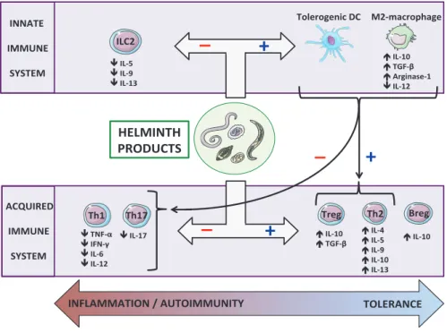 Figure A: Immunoregulatory effects of helminthes on the immune  system.  Helminthes exert their immunoregulatory actions by modulating  cells of both the innate and adaptive immune system