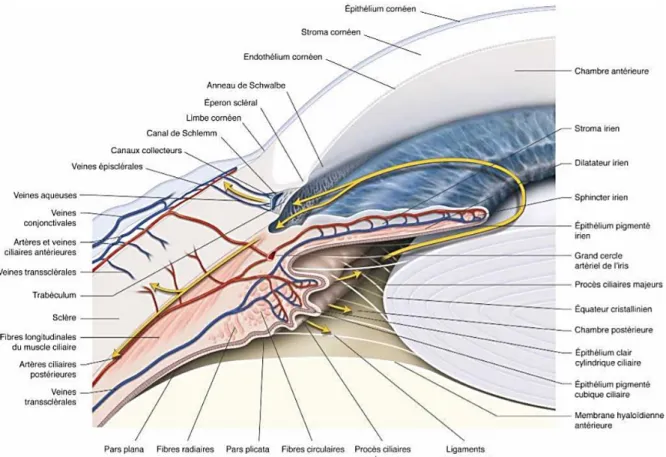 Figure 8. Représentation schématique de la circulation de l’humeur aqueuse dans le segment antérieur de  l’œil d’après Glaucome primitif à angle ouvert (8)