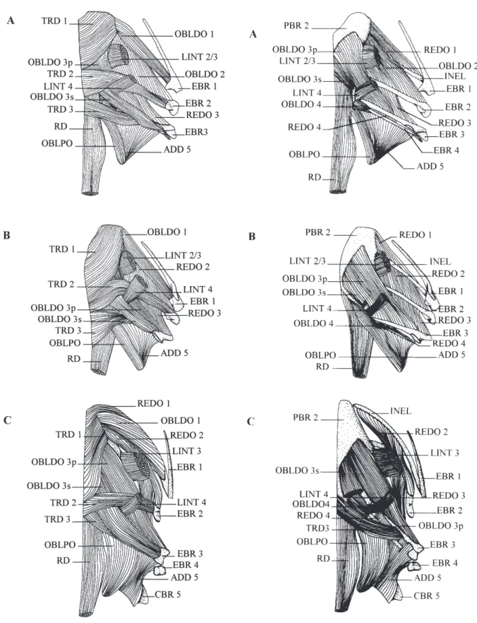 Fig. 7.  Dorsal view of the half right branchial basket dorsal mus- mus-culature in A: Encheliophis boraborensis, B: Encheliophis homei, C: Encheliophis gracilis.