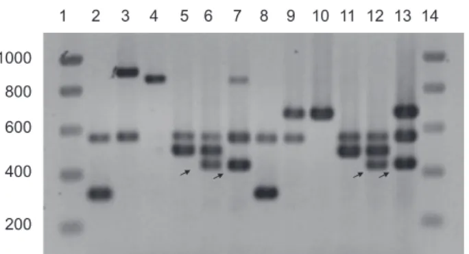 Fig. 4. Multiplex PCR-amplified fragments of six strains with two different primer sets, and separated by electrophoresis on 1%