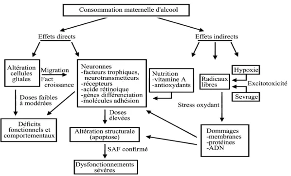 Figure 2 : Conséquences d'une exposition à l'alcool in utero sur le développement cérébral (12).